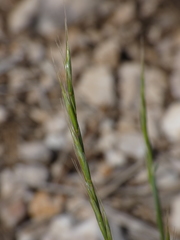 Helictochloa bromoides