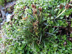 Colobanthus apetalus