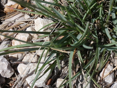 Helictochloa bromoides