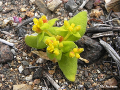 Tetragonia maritima