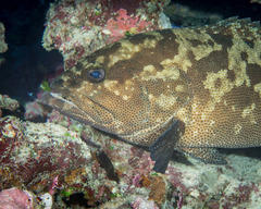 Epinephelus
