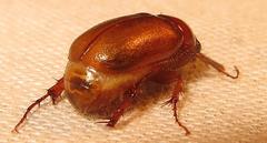 Schizonycha