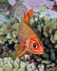 Sargocentron spiniferum