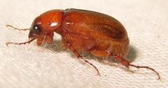 Schizonycha