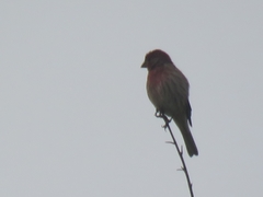 Haemorhous mexicanus