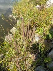 Verbena hastata