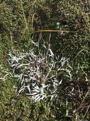 Thamnolia vermicularis