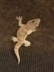 Hemidactylus turcicus