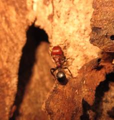 Atopomyrmex mocquerysi