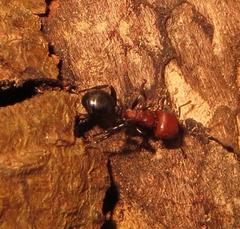 Atopomyrmex mocquerysi