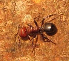 Atopomyrmex mocquerysi