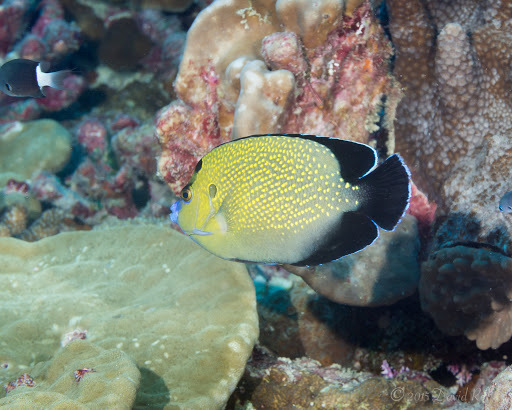 Golden Spotted Angelfish
