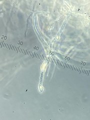 Pythium