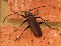 Macrotoma natala