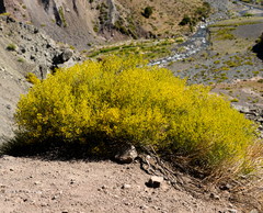 Gymnophyton isatidicarpum