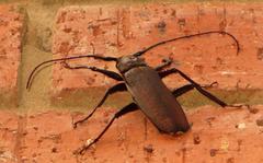 Macrotoma natala