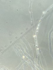 Pythium