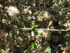 Olearia bullata