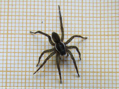 Diapontia uruguayensis