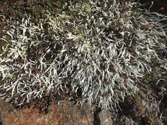 Thamnolia vermicularis