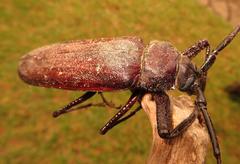 Macrotoma natala