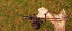 Macrotoma natala