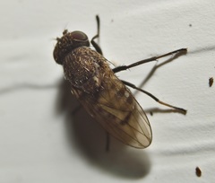 Paralimna punctipennis