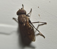 Paralimna punctipennis