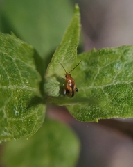 Protopsilapha signata