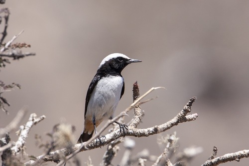 Arabian Wheatear (Oenanthe lugentoides), photo 8
