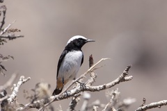 Oenanthe lugentoides