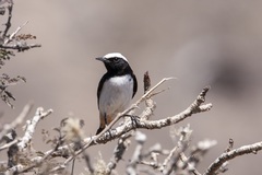 Oenanthe lugentoides