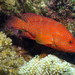 Coral Grouper - Photo (c) Derek Keats, some rights reserved (CC BY)