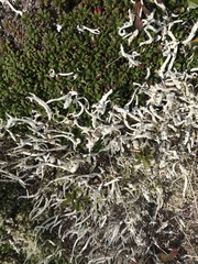 Thamnolia vermicularis