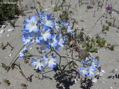 Zephyra elegans