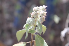 Hyptis oblongifolia