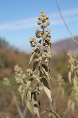 Hyptis oblongifolia