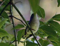 Setophaga pensylvanica