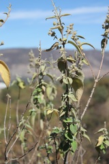 Hyptis oblongifolia