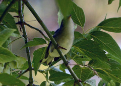 Setophaga pensylvanica