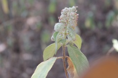 Hyptis oblongifolia