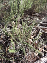 Phylica thunbergiana