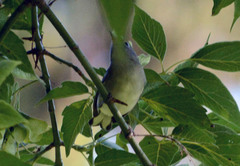 Setophaga pensylvanica