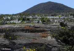 Zephyra elegans