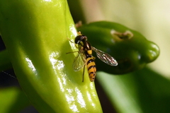 Sphaerophoria pyrrhina