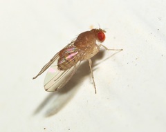 Drosophila tripunctata