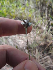 Amphithalea ericifolia erecta