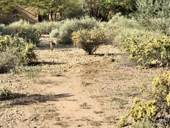 Canis latrans