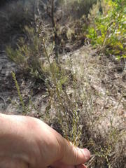 Amphithalea ericifolia erecta