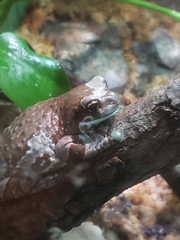 Trachycephalus resinifictrix